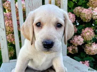 Labradoodle dogs Lacey - Ad 38