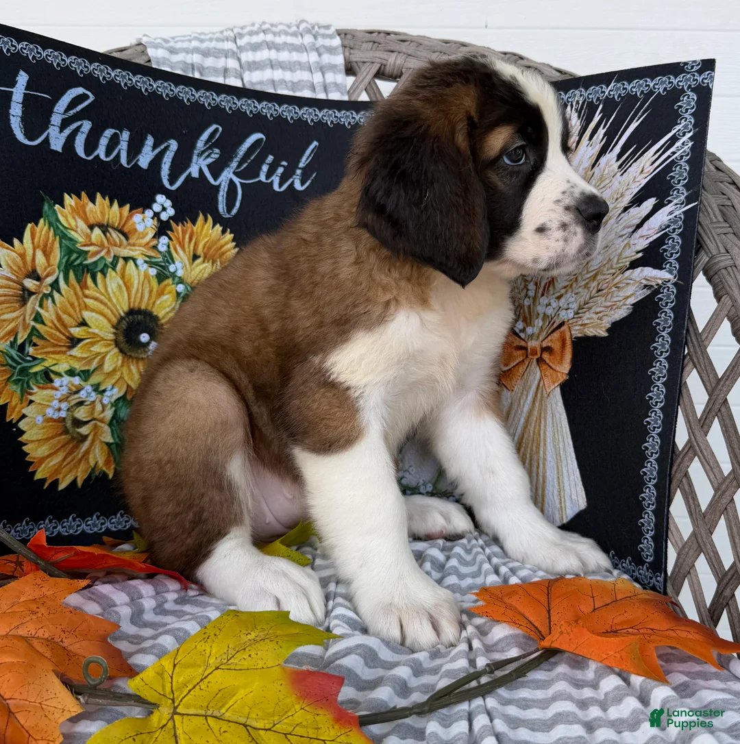 Saint Bernard dogs for sale: Glow - Ad 2