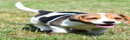 Beagle dogs for sale: Ronnie - Ad 4