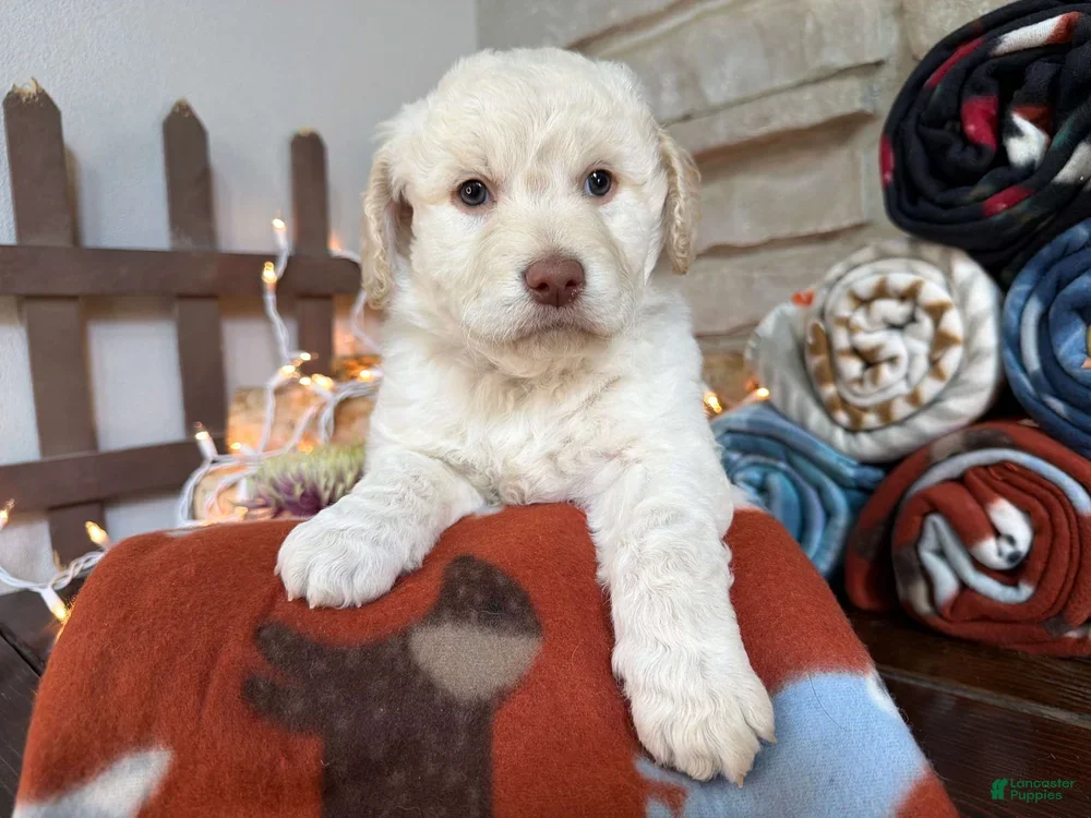 Mixed Breed dogs Regina (Girl) - Ad 2