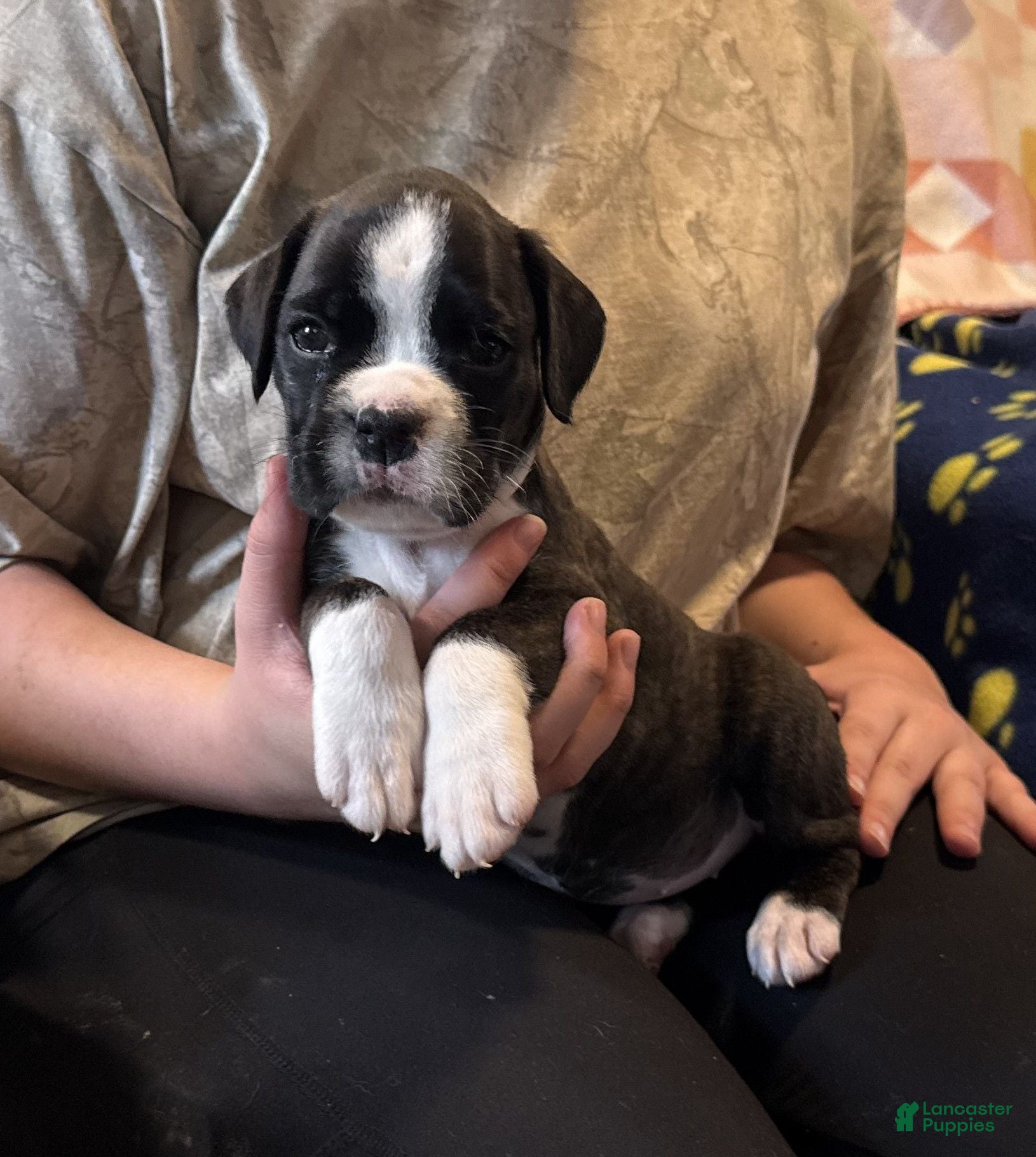 Boxer dogs Liberty - Ad 1