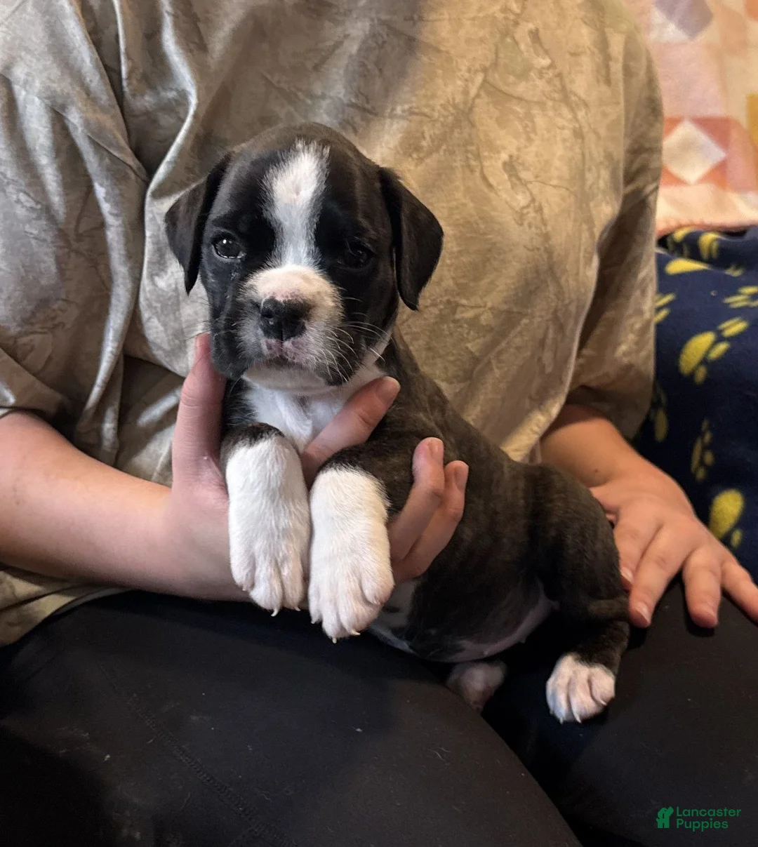 Boxer dogs for sale: Liberty - Ad 1