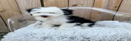 Mini Bernedoodle dogs for sale: Norris - Ad 5