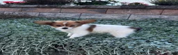 Papillon dogs for sale: Roxy  - Ad 6