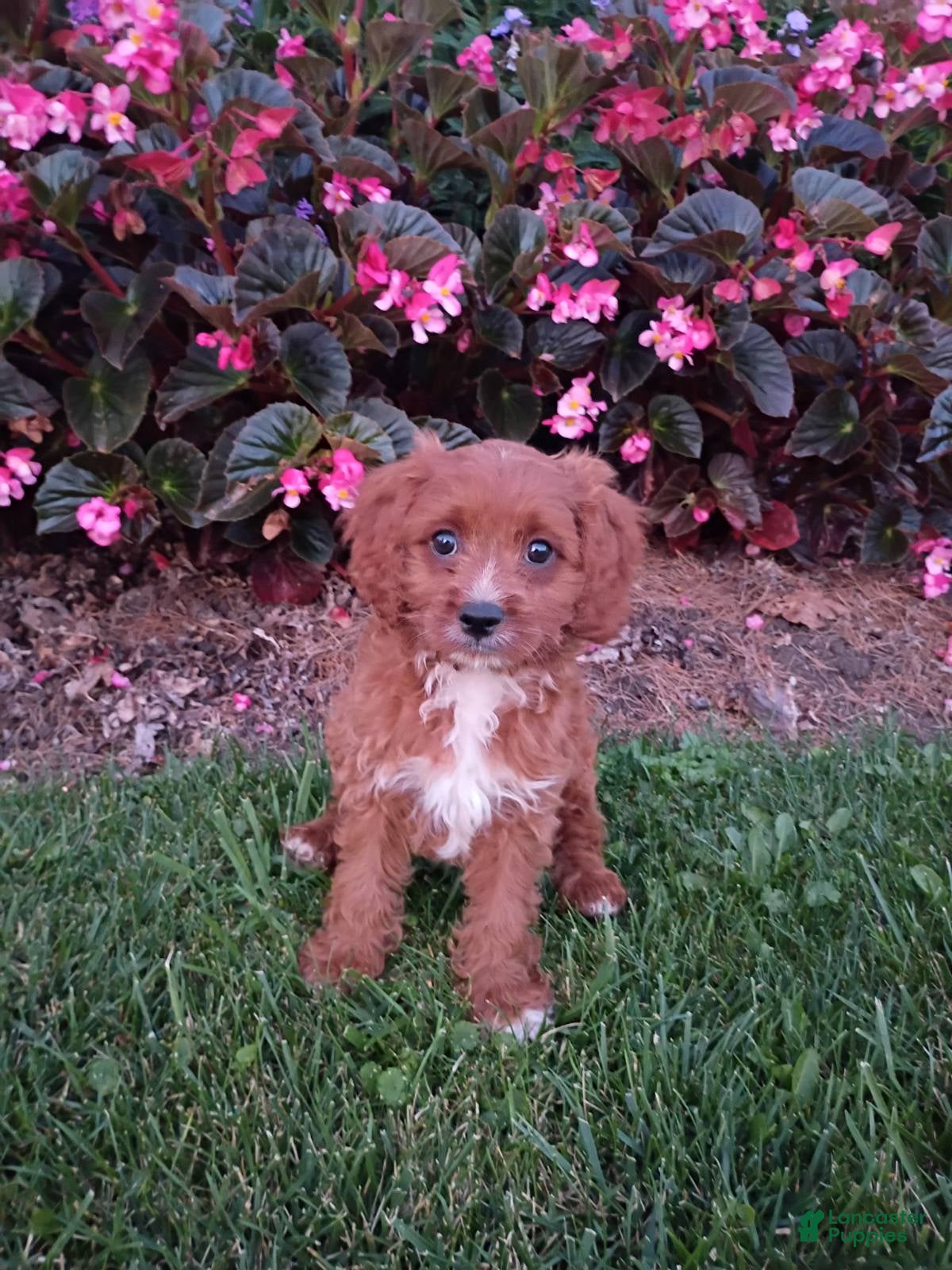 Cavapoo dogs Echo - Ad 1