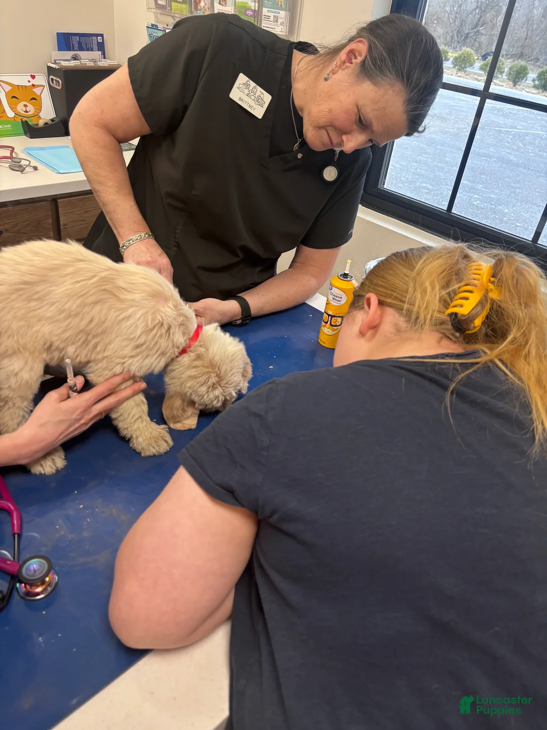 Labradoodle dogs for sale: Labradoodle Puppy 6 - Ad 13