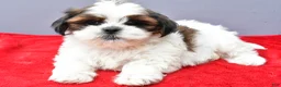 Shih Tzu dogs for sale: Sandy - Ad 5