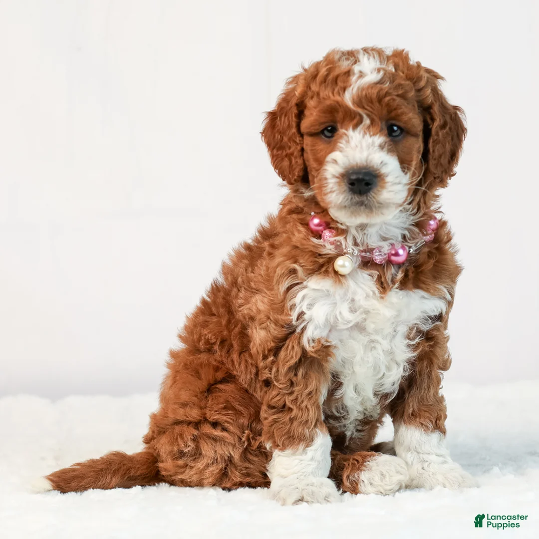 Mini Goldendoodle dogs for sale: Birdie - Ad 2