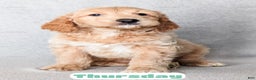 Goldendoodle dogs for sale: Thursday - Ad 4