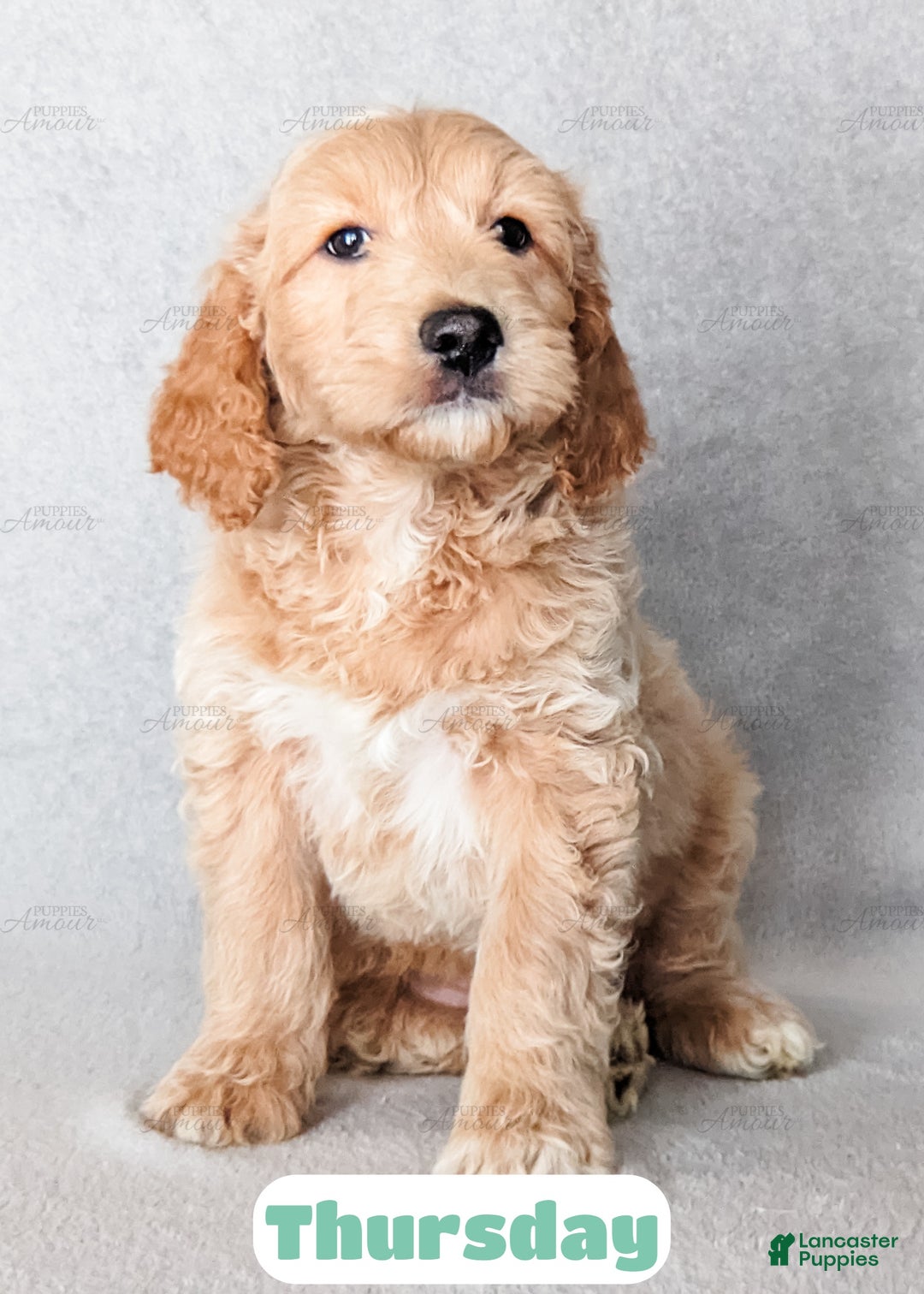 Goldendoodle dogs for sale: Thursday - Ad 4