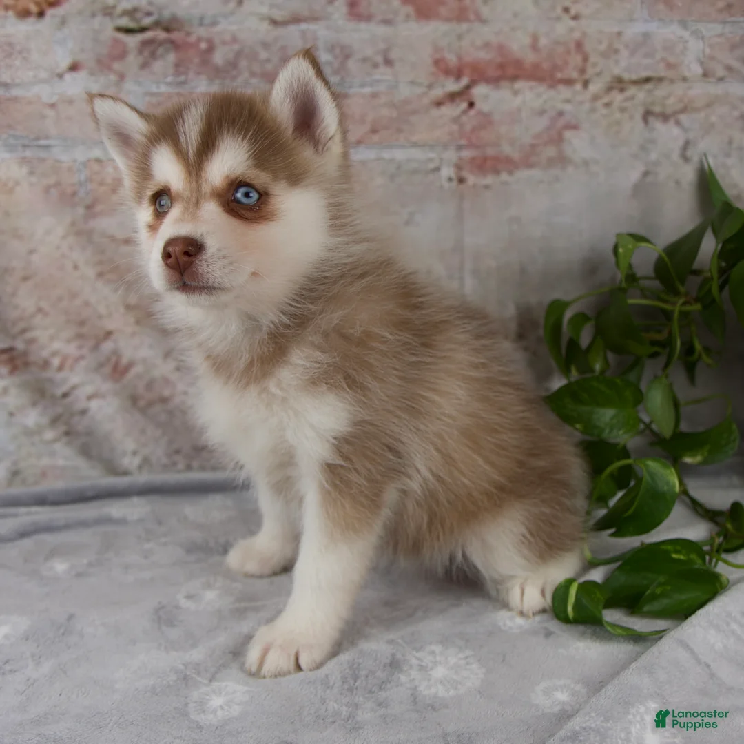 Pomsky dogs for sale: Geneva - Ad 2