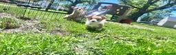 Welsh Corgi Pembroke dogs for sale: Turtle - Ad 4
