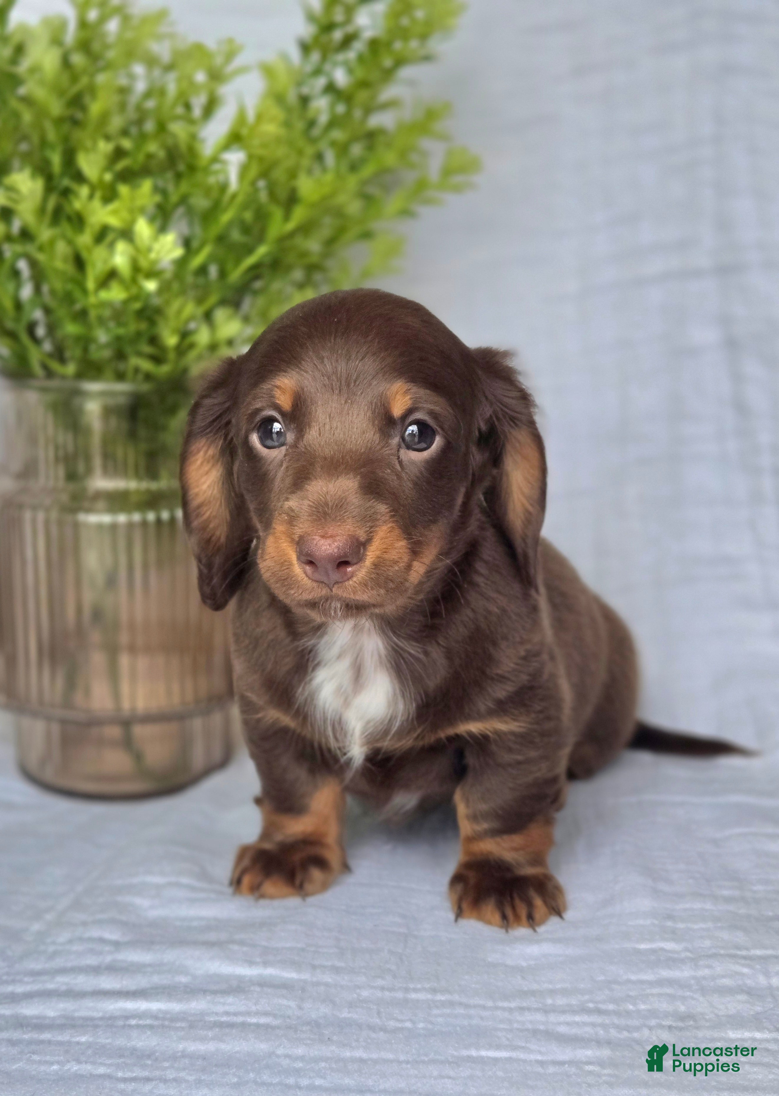 Miniature Dachshund dogs Bruno - Ad 1