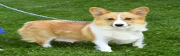 Welsh Corgi Pembroke dogs for sale: Jaime - Ad 10
