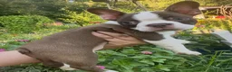 Boston Terrier dogs for sale: Sniper - Ad 2