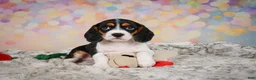 Beaglier dogs for sale: Bailey - Ad 8