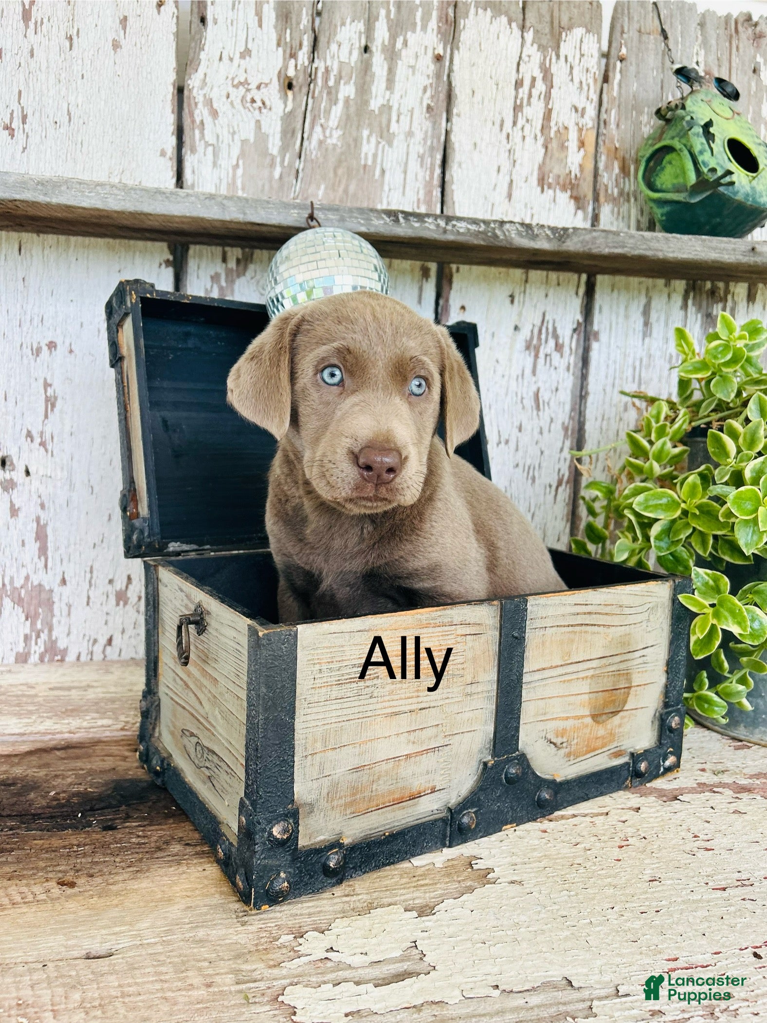 Labrador Retriever dogs Ally  - Ad 1
