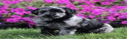 Labradoodle dogs for sale: Maddie  - Ad 3