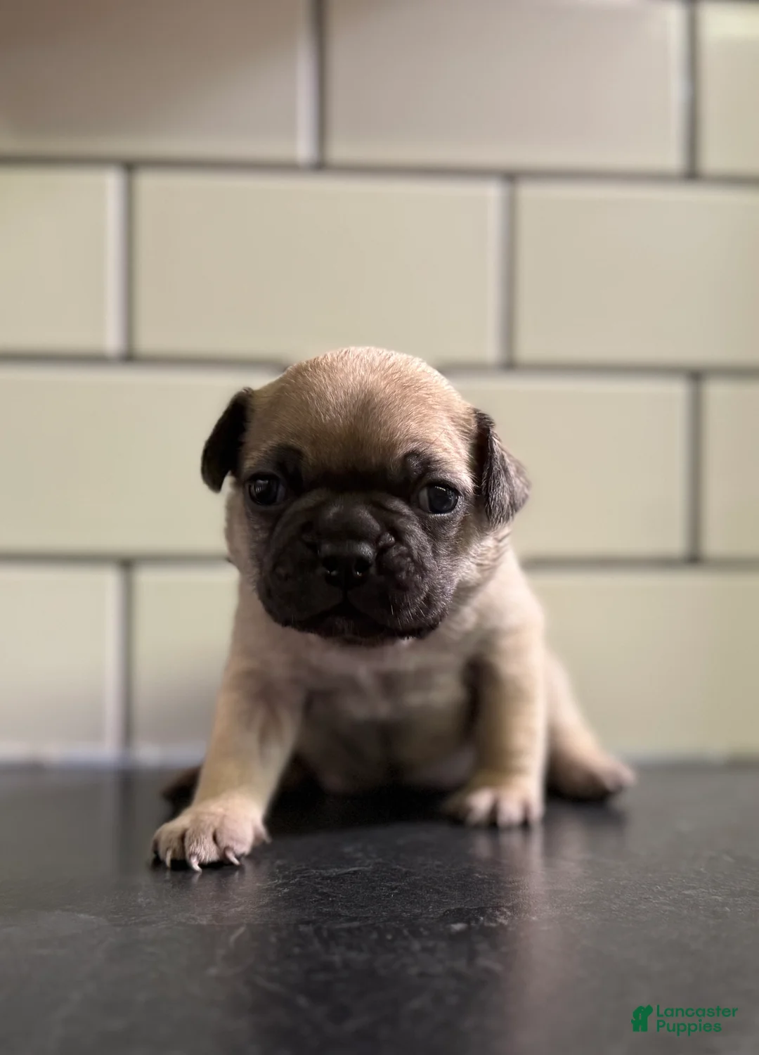 Frenchton dogs for sale: Frenchton Puppy 4 - Ad 2