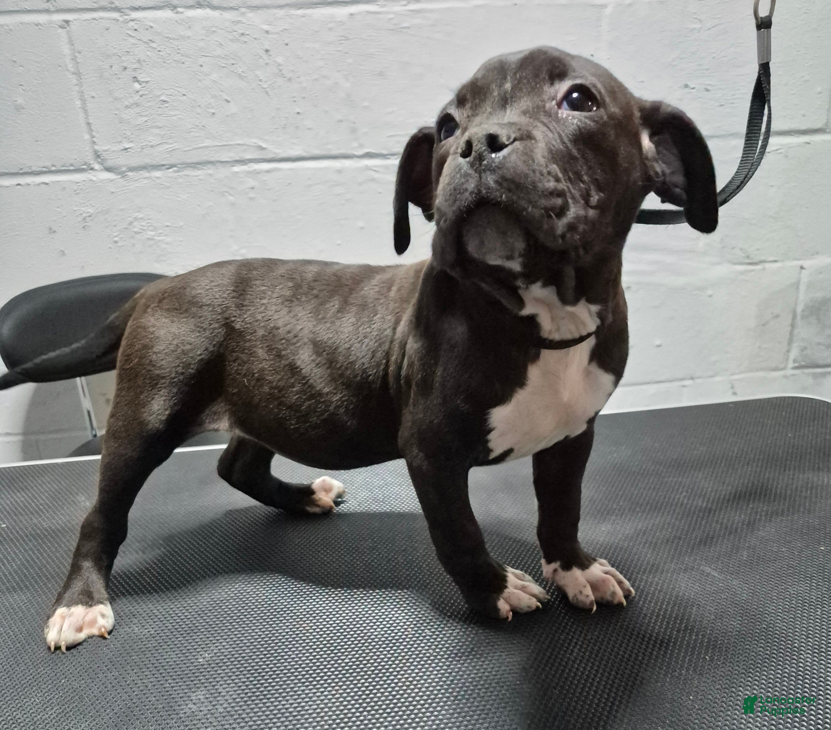 American Bully dogs American Bully Pumba - Ad 1