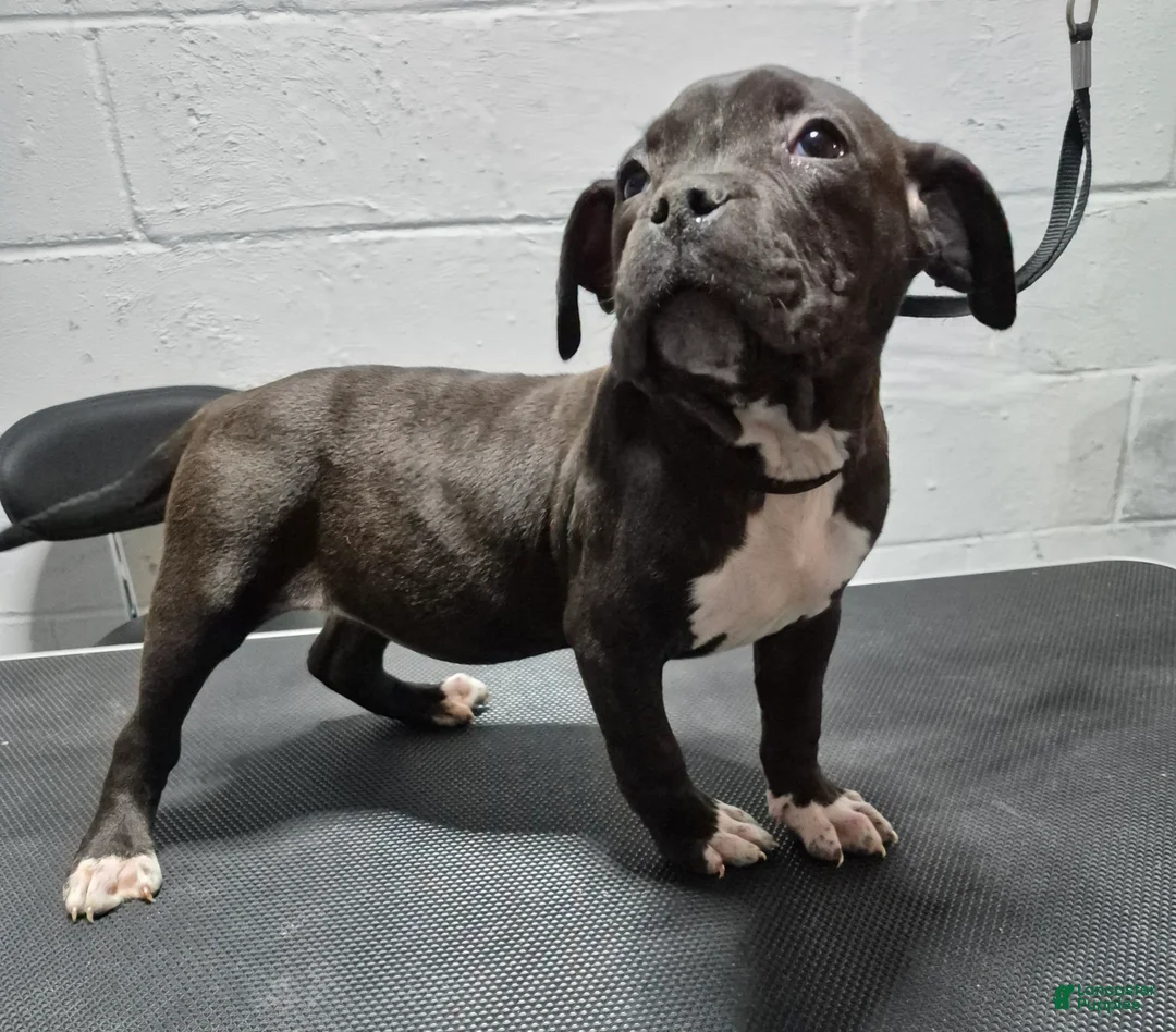 American Bully dogs for sale: American Bully Pumba - Ad 1