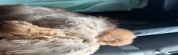 Schnoodle dogs for sale: Schnoodle 1 - Ad 9