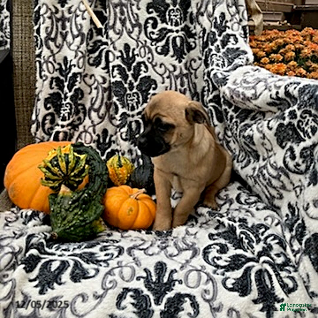 Jug dogs for sale: Pumpkin - Ad 3