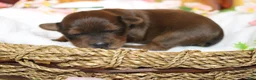 Yorkiepoo dogs for sale: Trusty - Ad 5