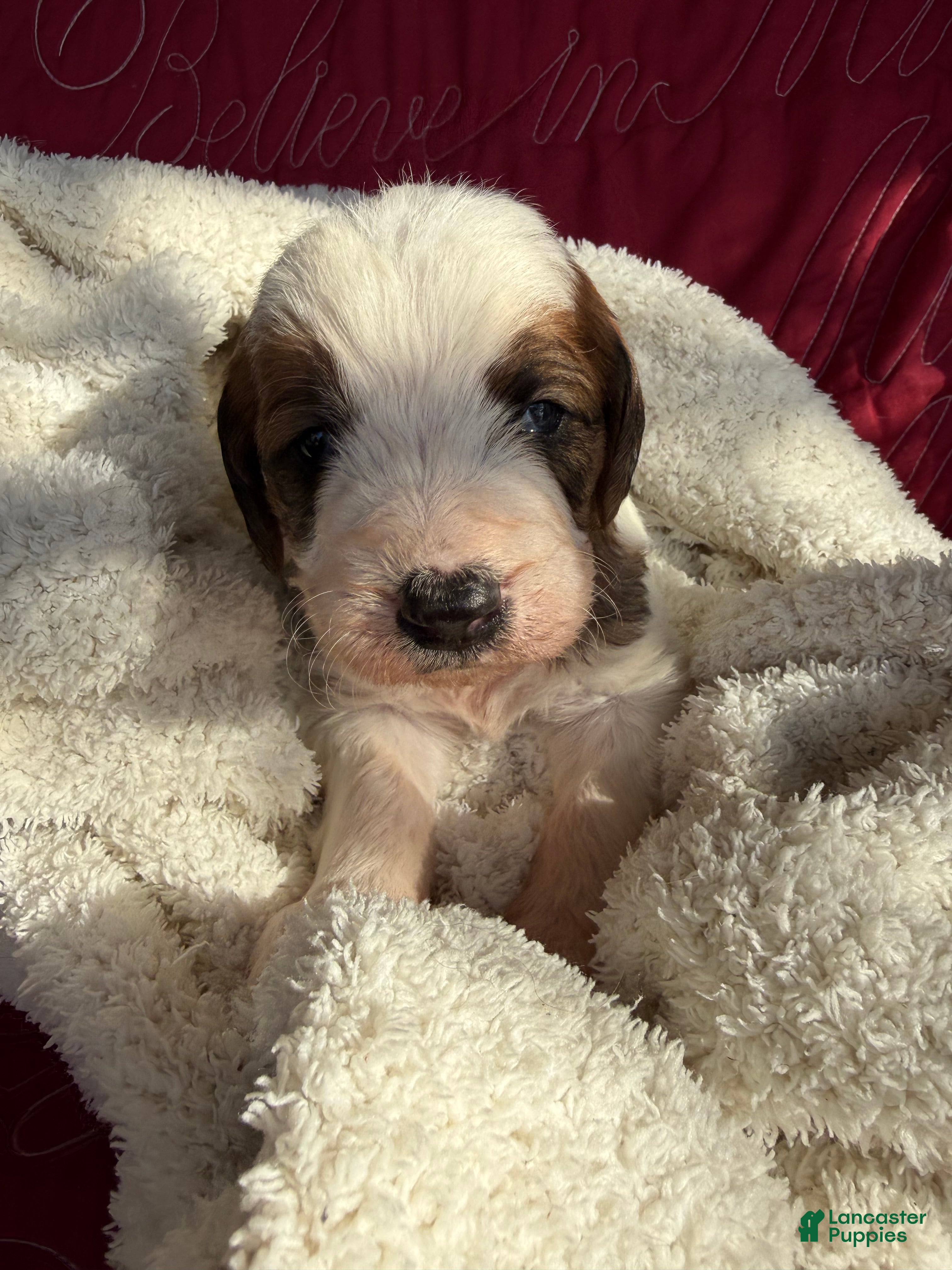 Mixed Breed dogs Andy - Ad 38