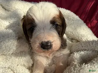 Mixed Breed dogs Andy - Ad 38