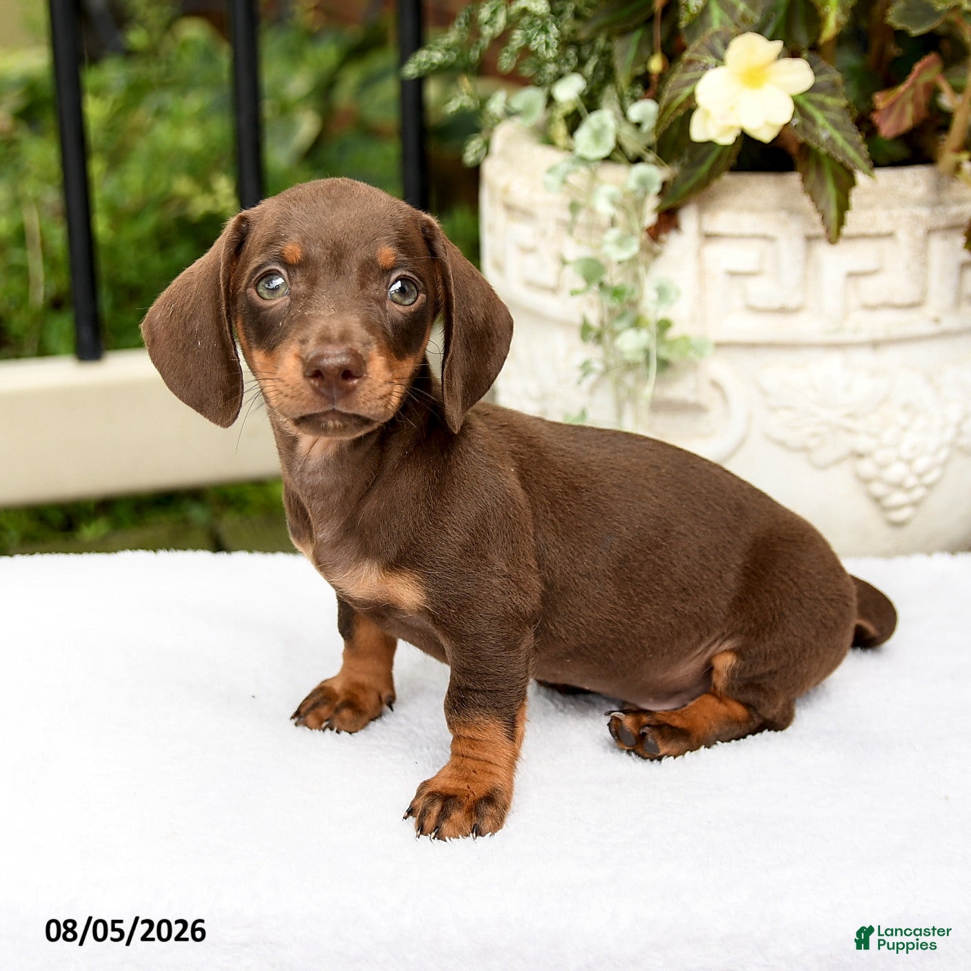 Miniature Dachshund dogs Dorian - Ad 1
