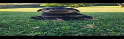 Rottweiler dogs for sale: Hoyt - Ad 5
