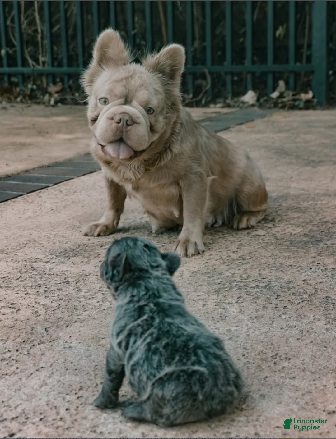 Gallery Image {{count}}