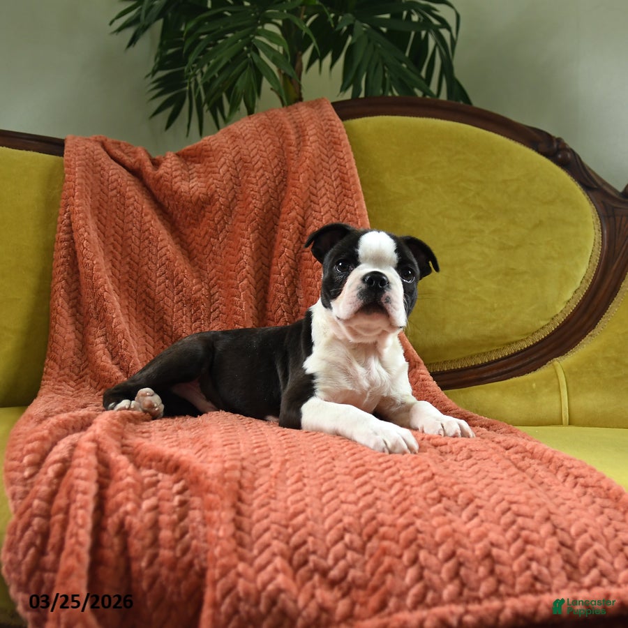 Boston Terrier dogs Romeo - Ad 1