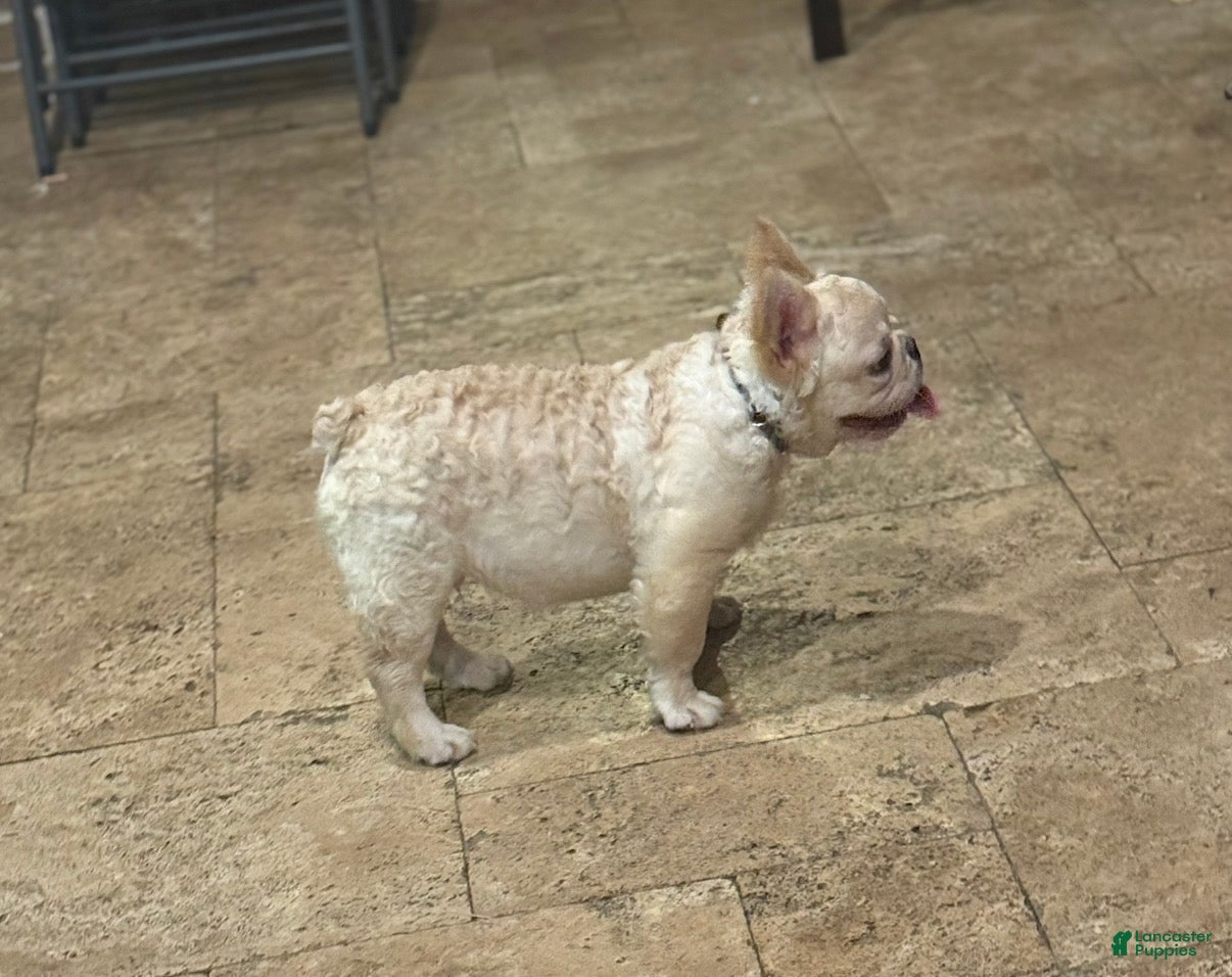 French Bulldog dogs French Bulldog Puppy 2 - Ad 1