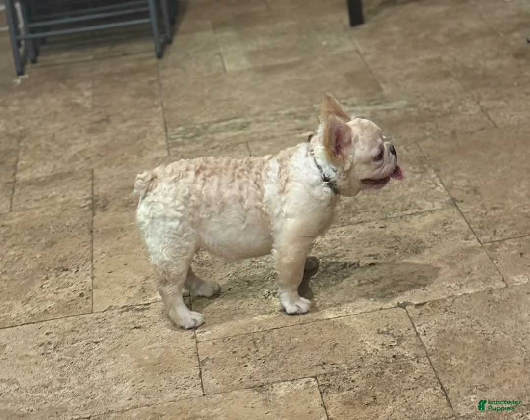 French Bulldog dogs for sale: French Bulldog Puppy 2 - Ad 1