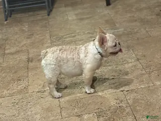 French Bulldog dogs for sale: French Bulldog Puppy 2 - Ad 1