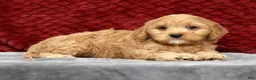 Cavapoo dogs for sale: Scotty - Ad 3