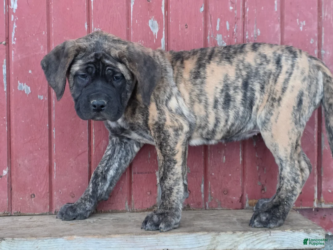 English Mastiff dogs for sale: Nala - Ad 1