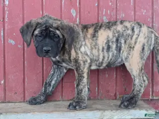 English Mastiff dogs Nala - Ad 13