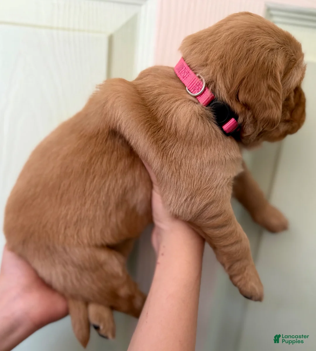 Golden Retriever dogs for sale: Pink Girl - Ad 2