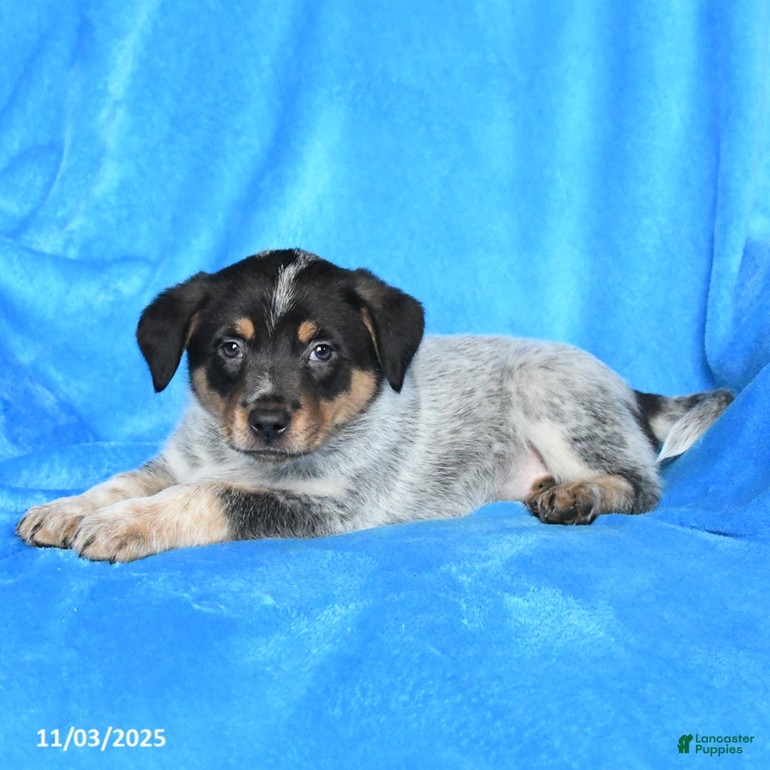Australian Cattle Dog dogs for sale: Jade - Ad 2