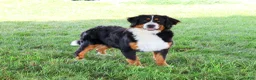 Bernese Mountain Dog dogs for sale: Cinderella - Ad 8