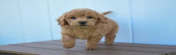 Bichpoo dogs for sale: Kyle 🐶💖 - Ad 13