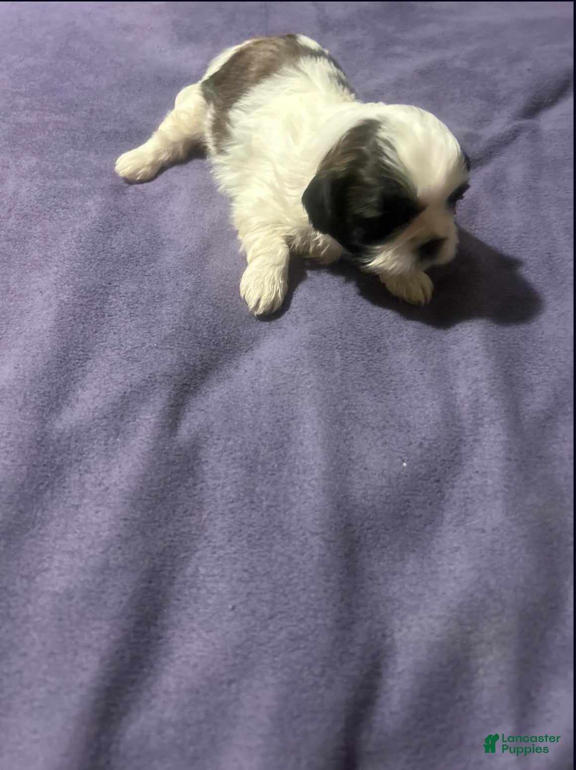 Shih Tzu dogs for sale: Milky Way  - Ad 1