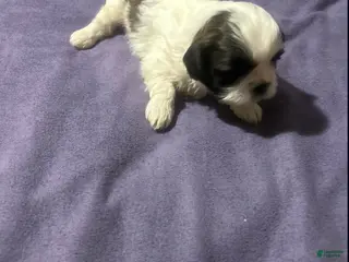 Shih Tzu dogs for sale: Milky Way - Ad 1