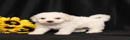 Bichon Frise dogs for sale: Kelly - Ad 5