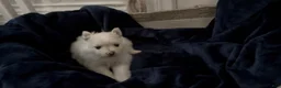 Pomeranian dogs for sale: Linen - Ad 9