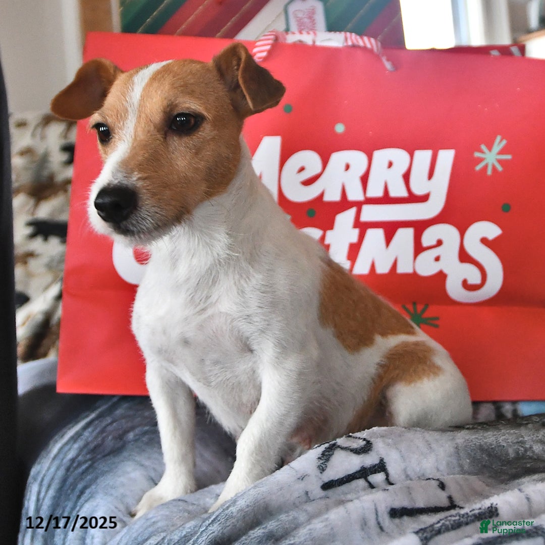 Jack Russell Terrier dogs for sale: Heidi - Ad 6