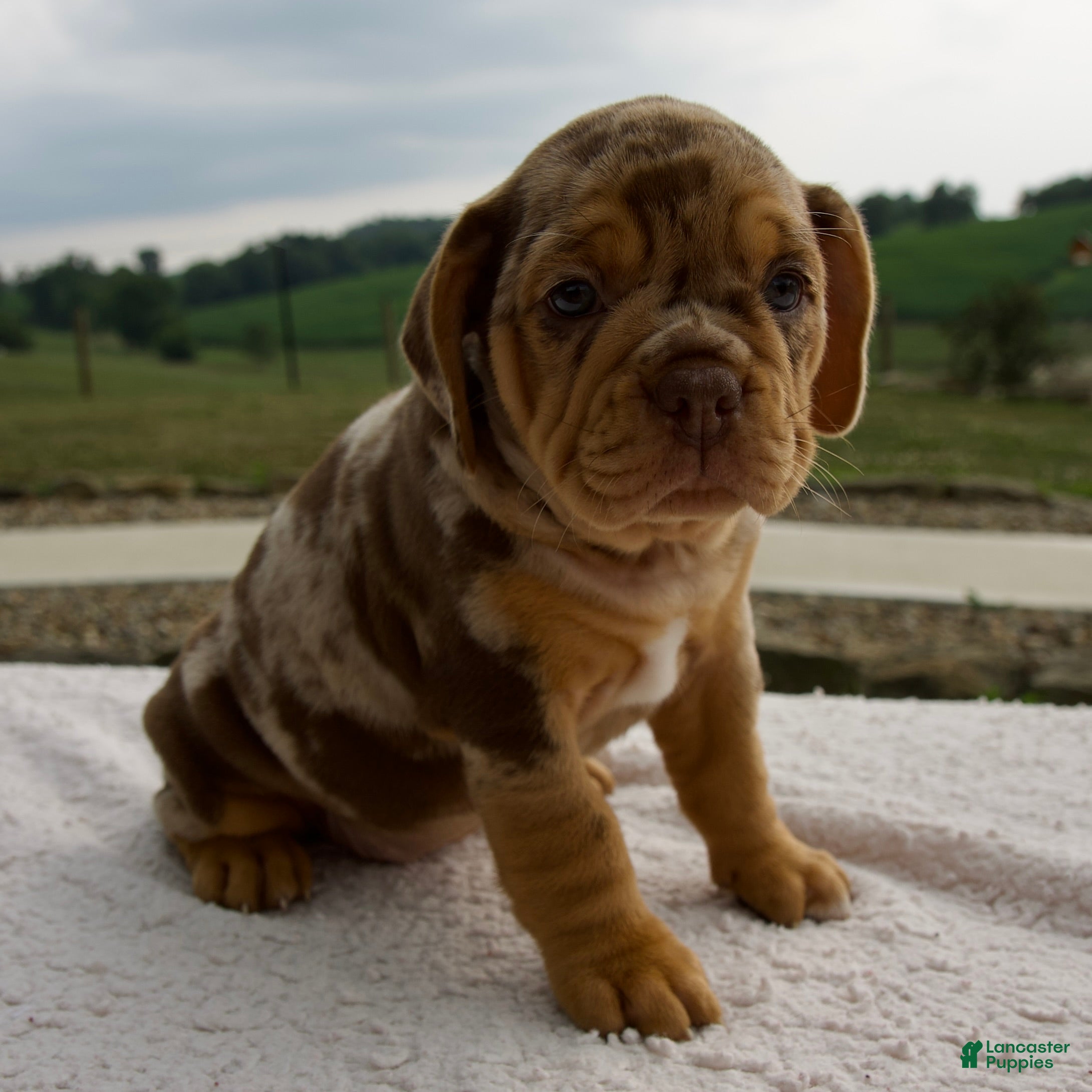 Beabull dogs Mila - Ad 2
